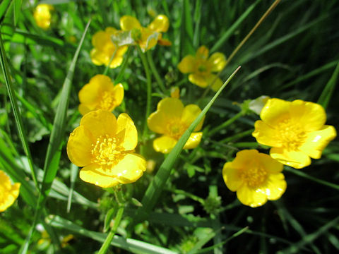 Ranunculus repens