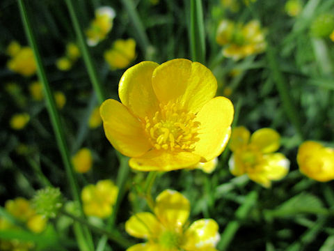 Ranunculus repens