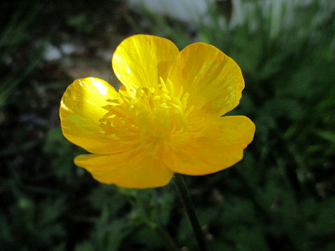 Ranunculus repens