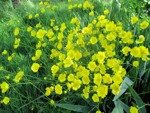 Ranunculus repens