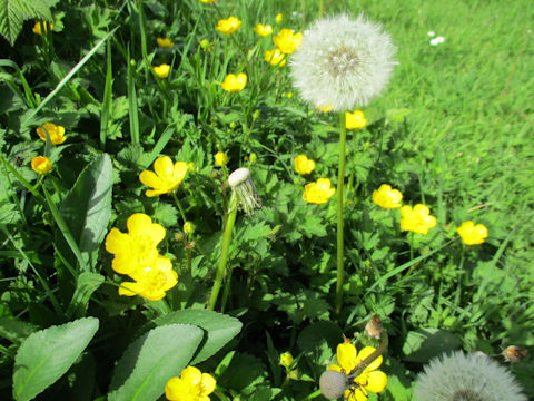 Ranunculus repens