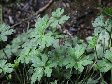 Ranunculus repens