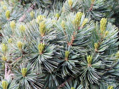 Pinus pumila