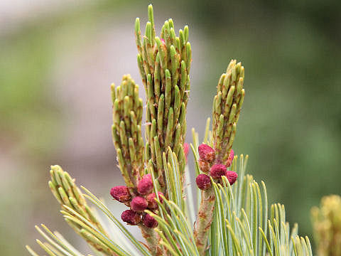 Pinus pumila