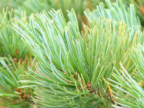 Pinus pumila