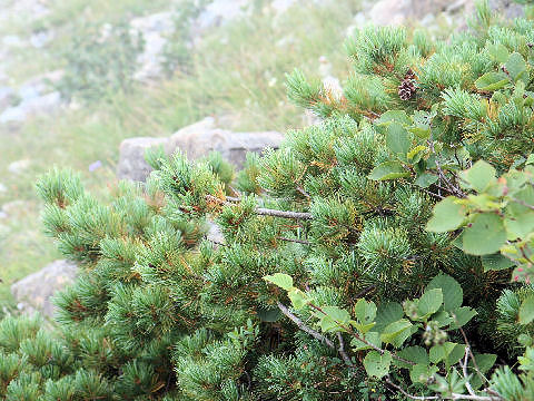 Pinus pumila