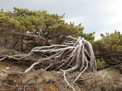 Pinus pumila