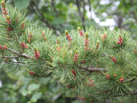 Pinus pumila