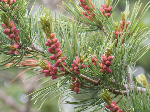 Pinus pumila