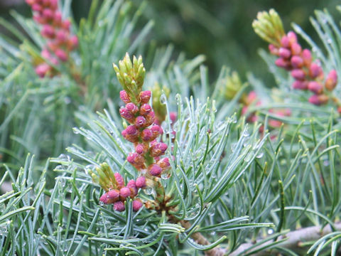 Pinus pumila