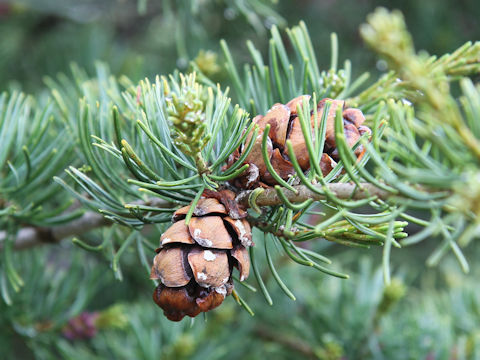 Pinus pumila