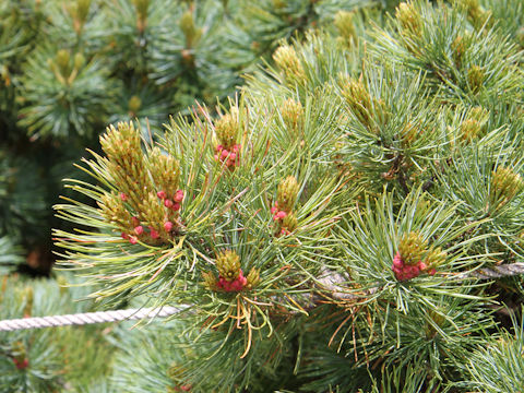 Pinus pumila