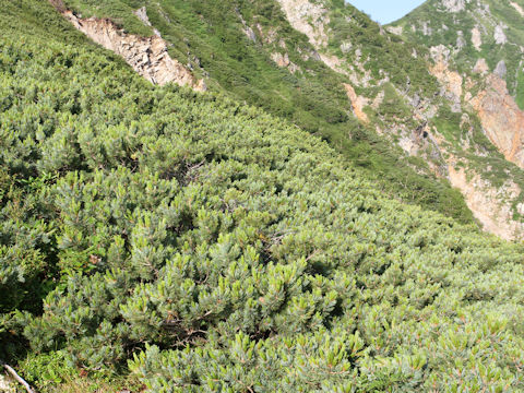 Pinus pumila