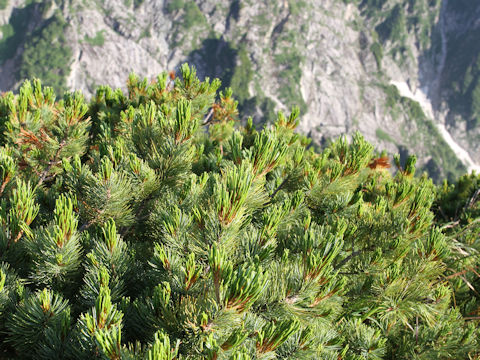 Pinus pumila