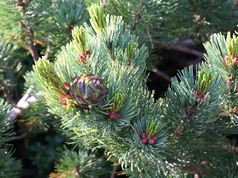 Pinus pumila