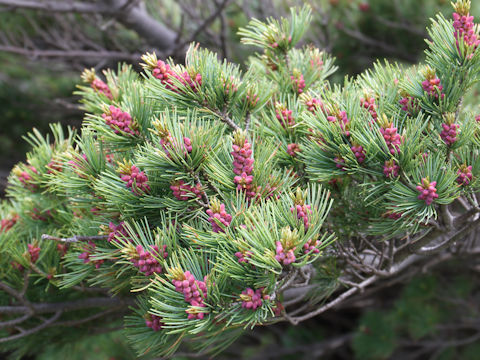 Pinus pumila