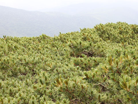 Pinus pumila