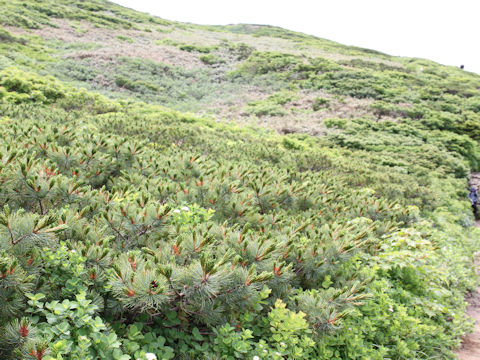 Pinus pumila