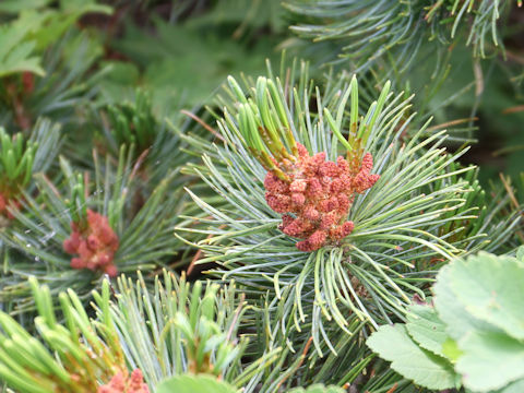 Pinus pumila