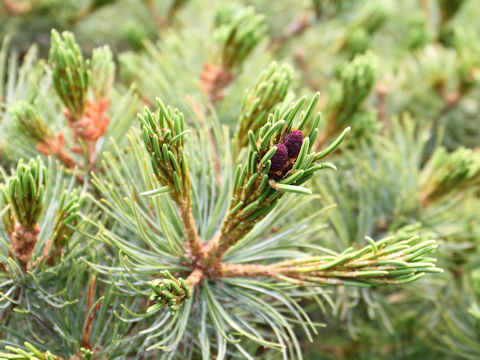 Pinus pumila