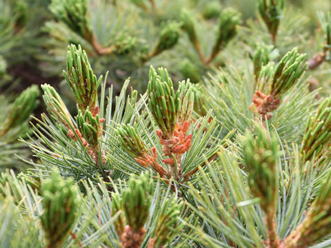 Pinus pumila