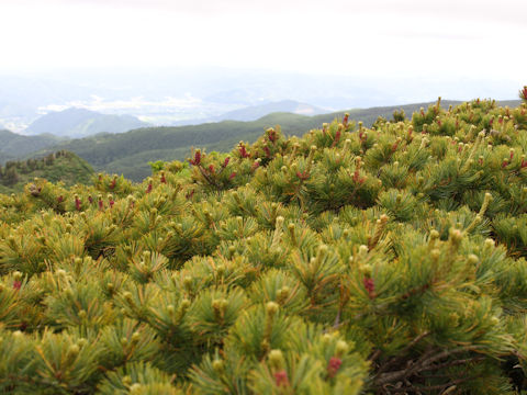 Pinus pumila