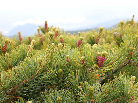 Pinus pumila