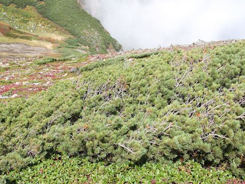 Pinus pumila