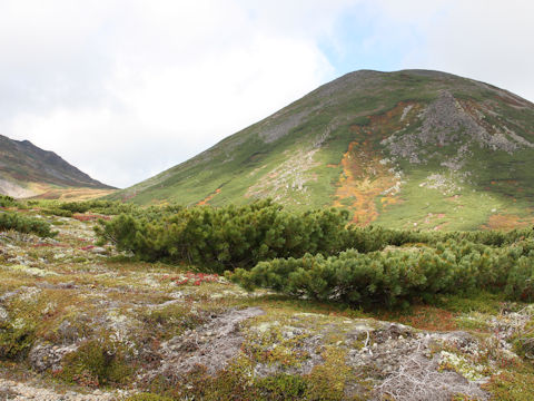 Pinus pumila