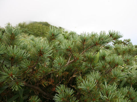 Pinus pumila