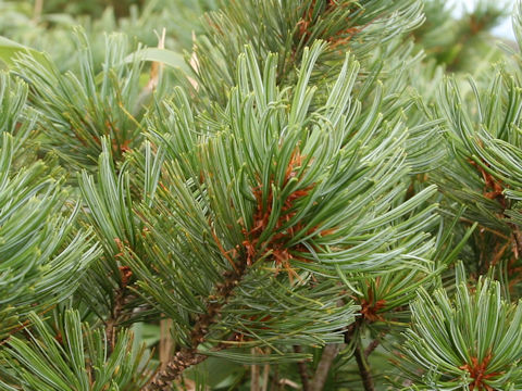 Pinus pumila