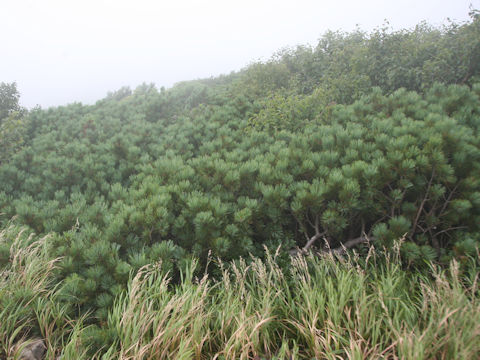 Pinus pumila