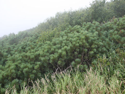 Pinus pumila