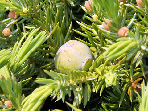 Juniperus conferta