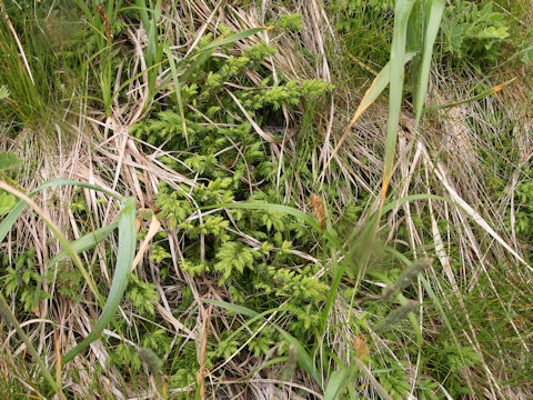 Juniperus conferta