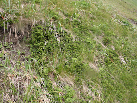 Juniperus conferta