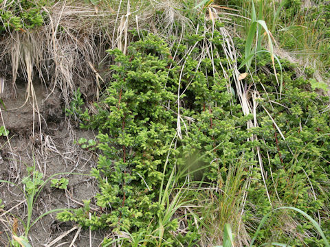 Juniperus conferta