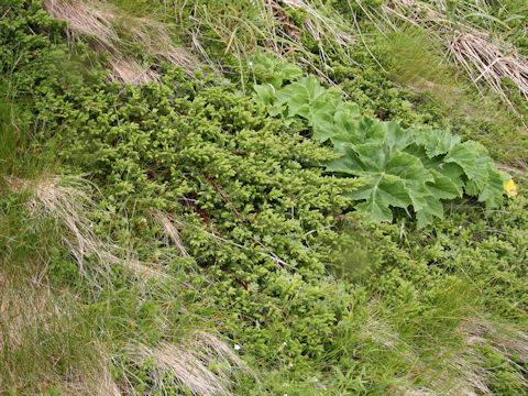 Juniperus conferta