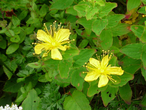 Hypericum kamtschaticum