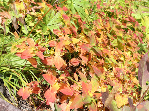 Hypericum kamtschaticum