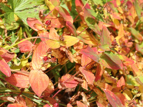 Hypericum kamtschaticum