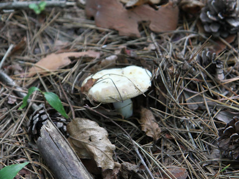 Clitocybe nebularis