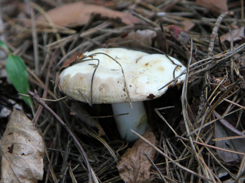 Clitocybe nebularis