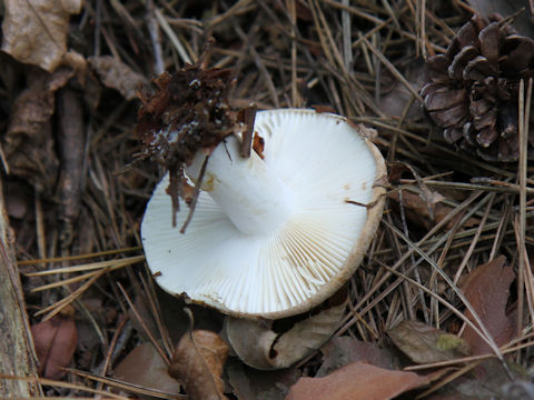 Clitocybe nebularis