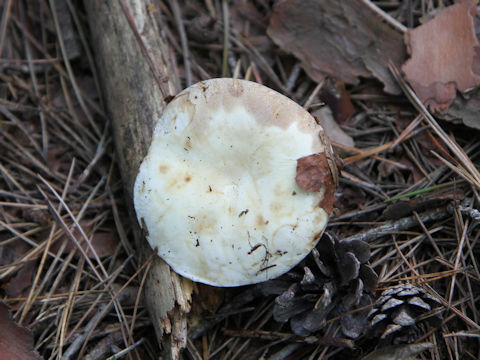 Clitocybe nebularis