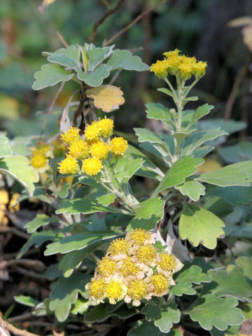 Chrysanthemum x marginatum