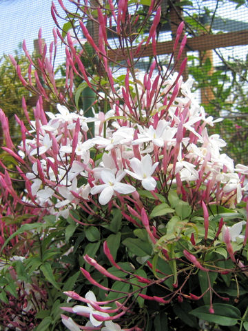 Jasminum polyanthum