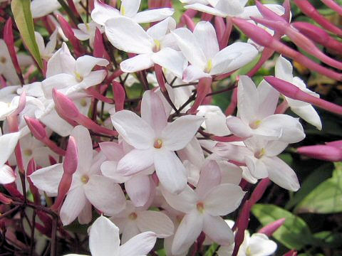 Jasminum polyanthum