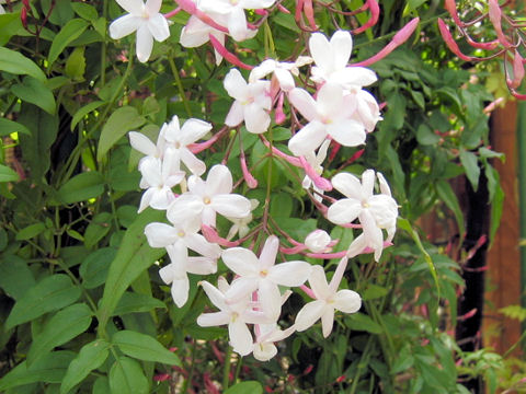 Jasminum polyanthum