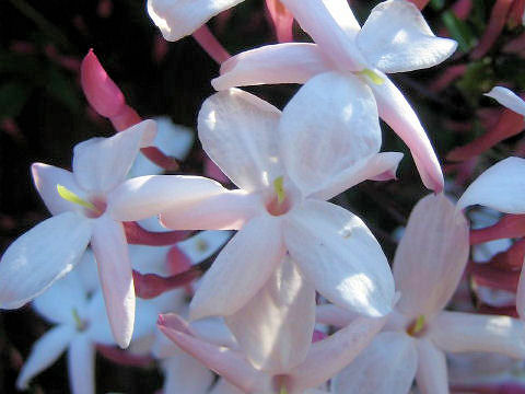 Jasminum polyanthum